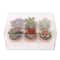 Mini Premade Succulents in Terra Cotta Pots, 6ct. by Ashland®